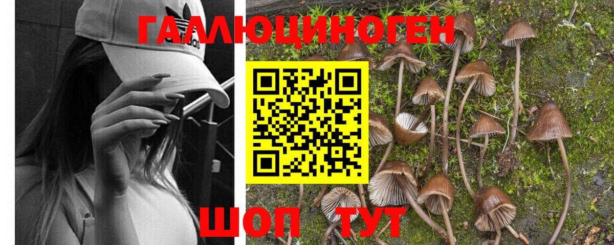 Галлюциногенные грибы Psilocybine cubensis Борзя